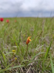 Tulipa sylvestris australis