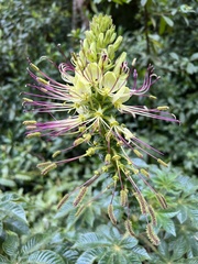 Cleome glandulosa