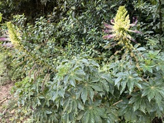 Cleome glandulosa