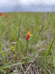 Tulipa sylvestris australis