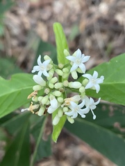 Psychotria loniceroides