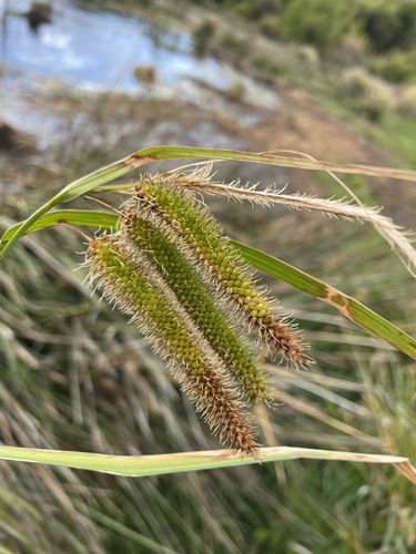 Image of Carex fascicularis by (c) Matt Berger, some rights reserved (CC BY)