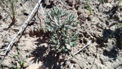 Eriospermum dregei
