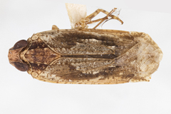 Catonia bugabae