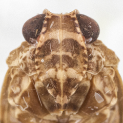 Catonia bugabae