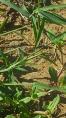 Argia tibialis