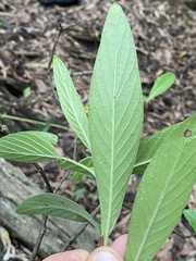 Psychotria loniceroides