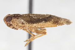 Catonia bugabae