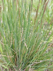 Festuca valesiaca