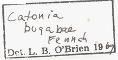 Catonia bugabae