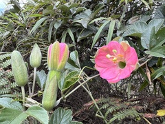 Passiflora mathewsii
