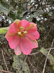 Passiflora mathewsii