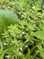 Crassula helmsii