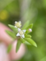 Crassula helmsii