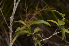 Denhamia celastroides
