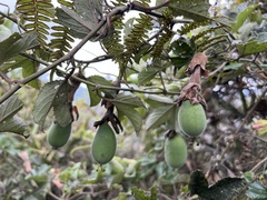Passiflora mathewsii