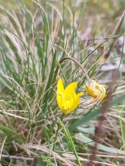 Tulipa sylvestris australis