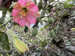 Passiflora mathewsii
