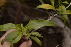 Denhamia celastroides