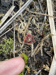 Drosera pygmaea