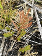Selaginella uliginosa