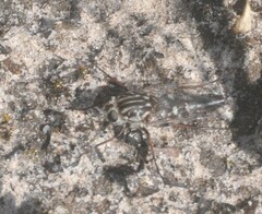 Apiocera