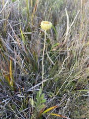 Coronidium scorpioides