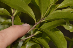 Denhamia celastroides