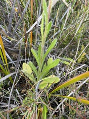 Coronidium scorpioides