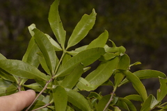 Denhamia celastroides