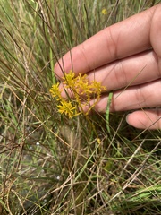 Polygala ramosa