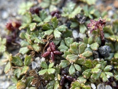 Apiales