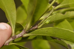 Denhamia celastroides