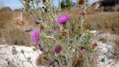Cirsium rhaphilepis