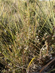 Leucopogon