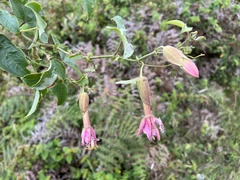 Passiflora brachyantha