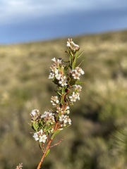Leucopogon