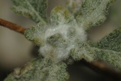 Contarinia partheniicola