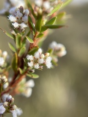 Leucopogon
