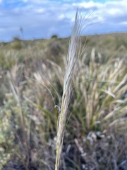 Austrostipa
