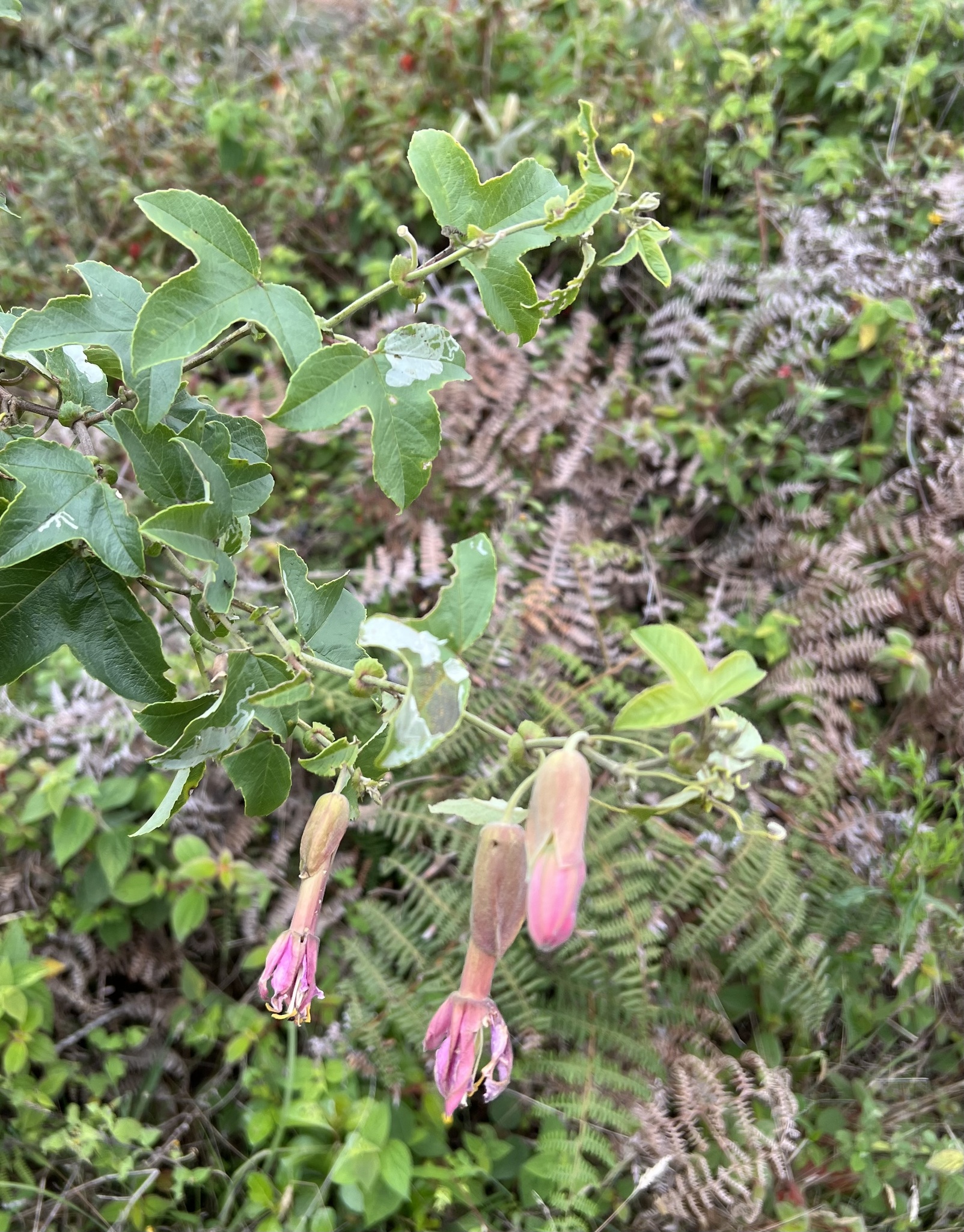 Passiflora brachyantha image