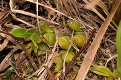 Dendrobium kingianum
