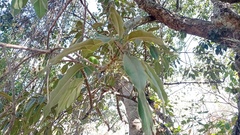 Sideroxylon capiri