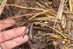 Dendrobium kingianum