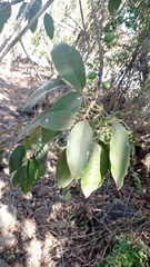 Sideroxylon capiri