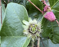 Passiflora exoperculata