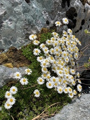 Celmisia bellidioides