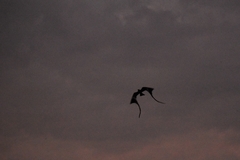 Caprimulgus vexillarius