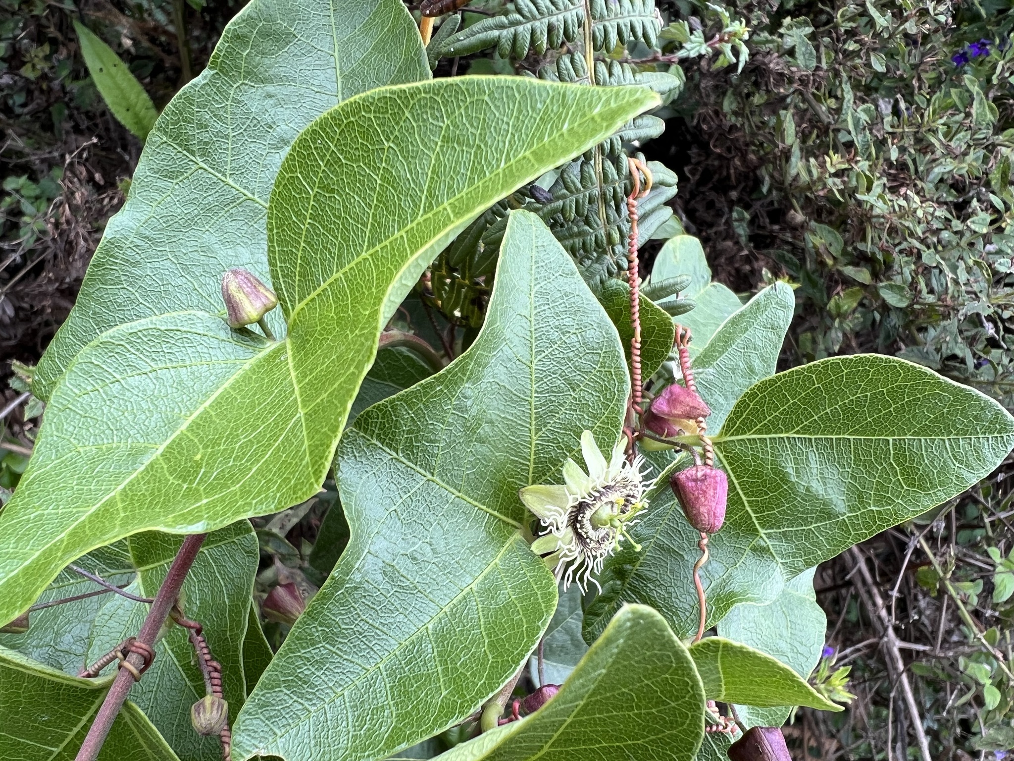 Passiflora exoperculata image