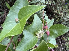 Passiflora exoperculata